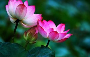 lotus-flower-buddha-wallpaper-1