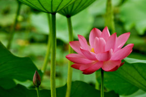 red-lotus-flower-29
