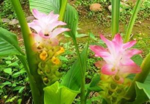 Haldi Tumeric flowers at Himalayan Hermitage Rishikesh