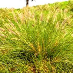 Kusha Grass