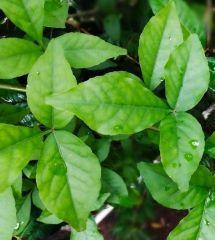 belpatra-bael leaves